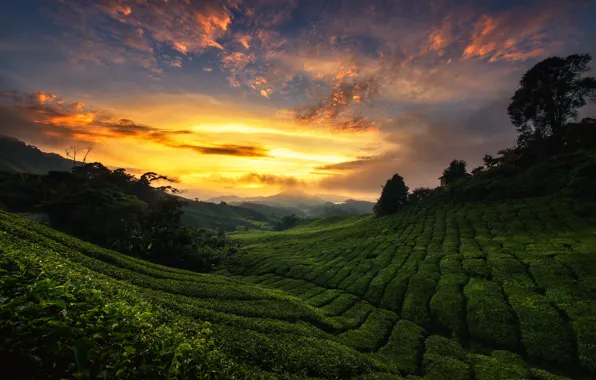 The sky, sunset, hills, tea, Malaysia, plantation