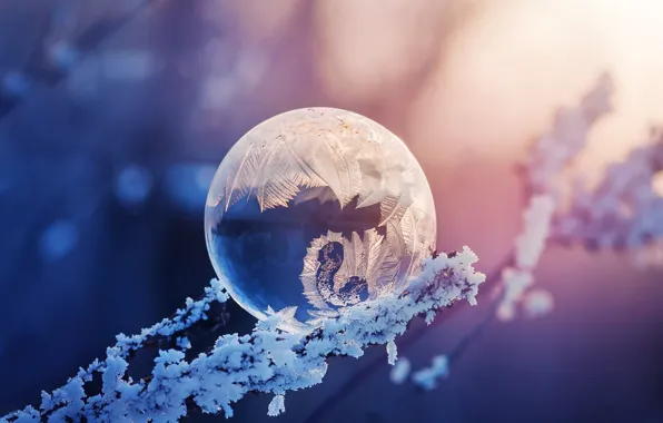 Frost, macro, branches, pattern, frost, bokeh, bubble