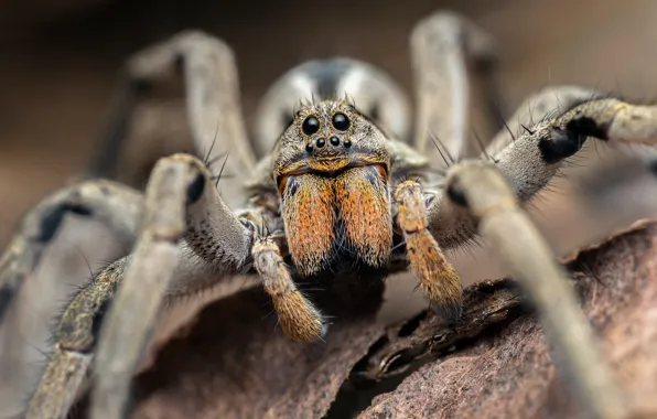 Macro, background, spider