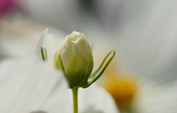 White, flower, macro, Bud, kosmeya