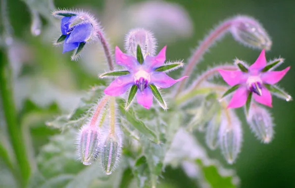 Drops, flowers, nature, Rosa, plant, petals