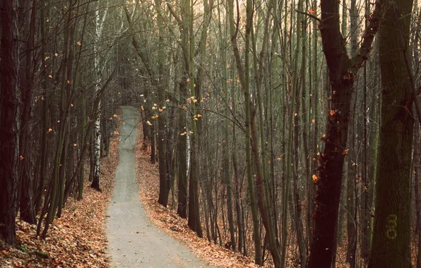 Picture road, autumn, forest, landscape