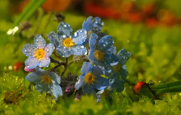 Drops, macro, blue, Flowers, blue, flowers, macro, forget-me-nots
