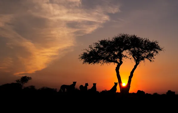 The sky, the sun, clouds, light, sunset, nature, tree, the evening