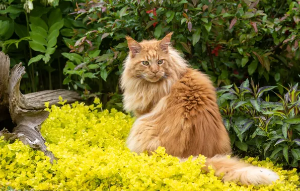 Cat, cat, look, nature, pose, face