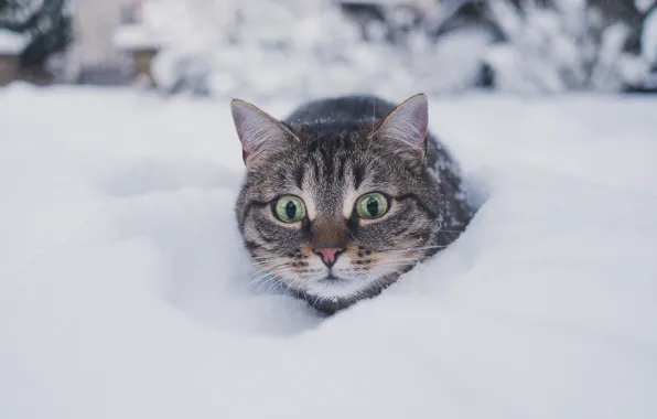 Cold, winter, cat, cat, look, snow, nature, grey