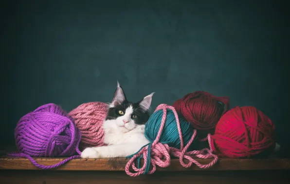 Cat, cat, yarn