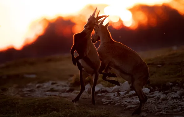 Light, sunset, pose, jump, the game, goat, pair, goats