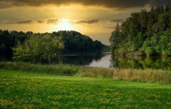 Picture greens, forest, summer, grass, sunset, flowers, lake, shore