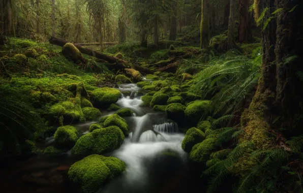 Picture forest, stream, stones, moss, USA, Oregon