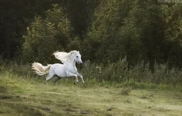 Picture forest, white, movement, horse, horse, speed, stallion, meadow