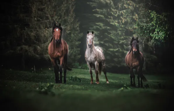 Picture forest, glade, horses, horse, trio, Trinity