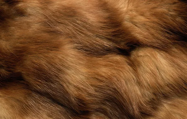 Picture texture, fur, animal texture, background desktop