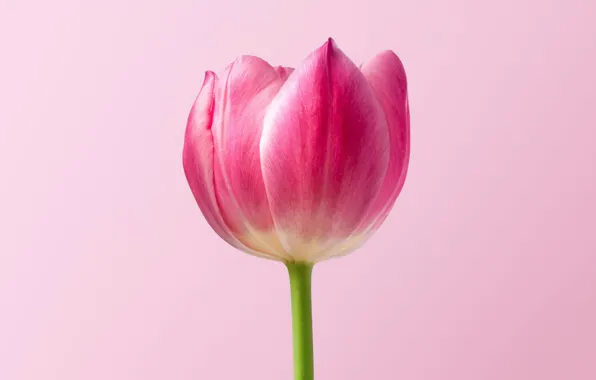 Picture macro, petals, tulips