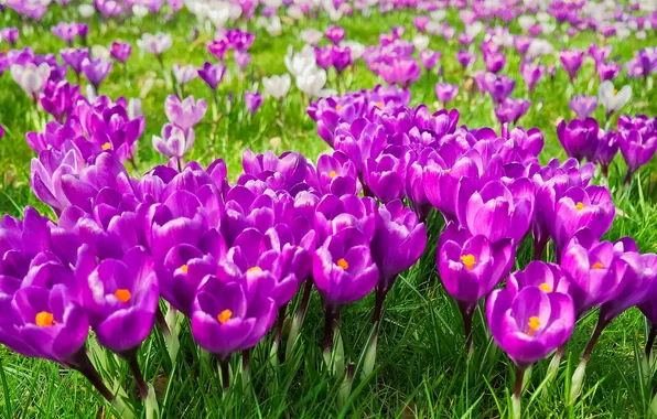 Flowers, glade, bright, spring, crocuses, pink, a lot