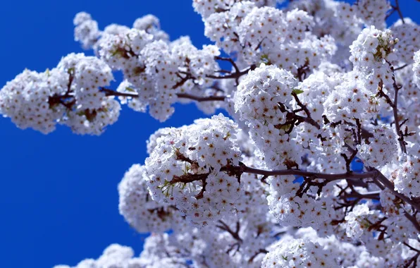 The sky, branch, spring, flowering