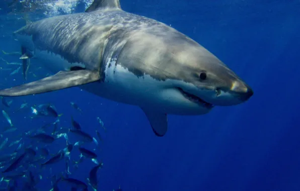 Underwater, mar, white shark, Tiburon, Animales, animal themes, animal wildlife, White