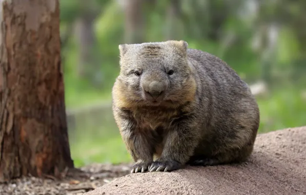 Picture Australia, Australian Wombat, Wombat