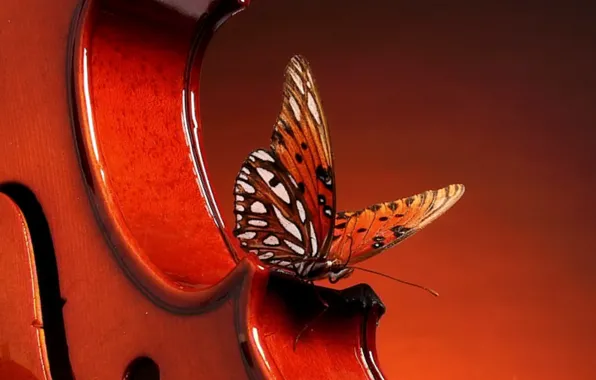 Picture red, butterfly, violin