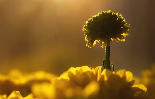 Flowers, background, yellow, chrysanthemum