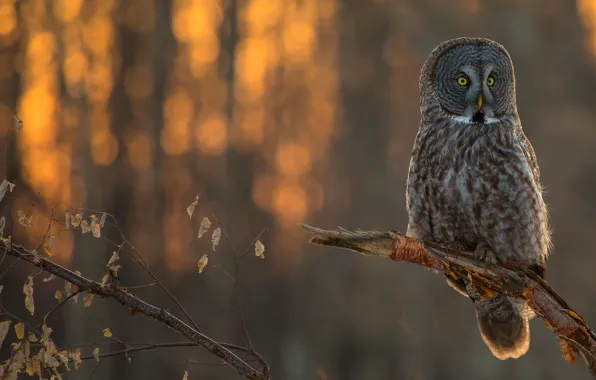 Branches, owl, bird, bokeh, Great grey owl