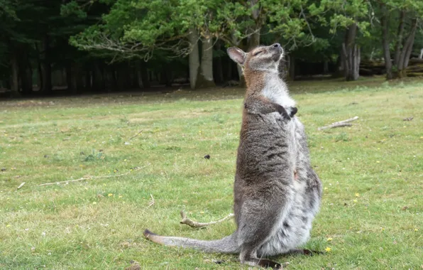 Grass, meadow, kangaroo, sleeping, sitting, sitting