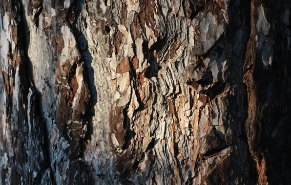 Nature, tree, bark
