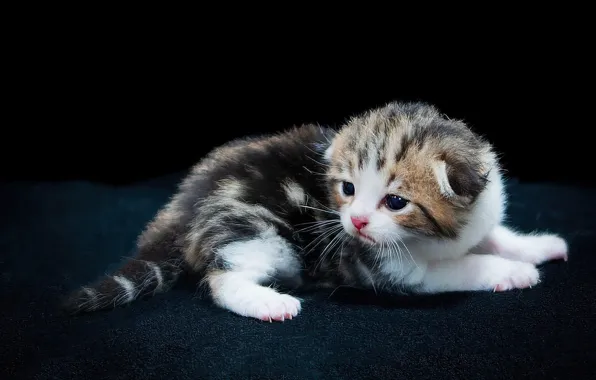 Cat, look, kitty, treatment, lies, black background, newborn, baby