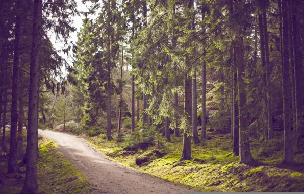 Road, forest, trees, moss, trail, pine