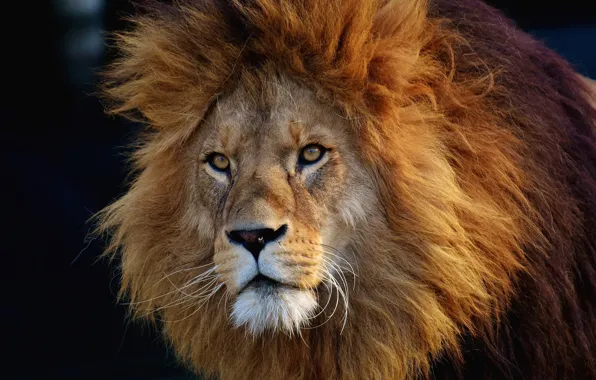 Look, face, background, portrait, Leo