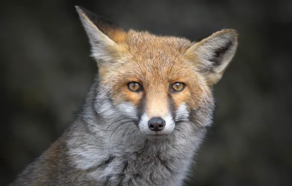 Look, face, portrait, Fox, ears, grey background