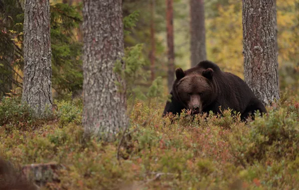 Autumn, forest, look, face, trees, nature, pose, bear