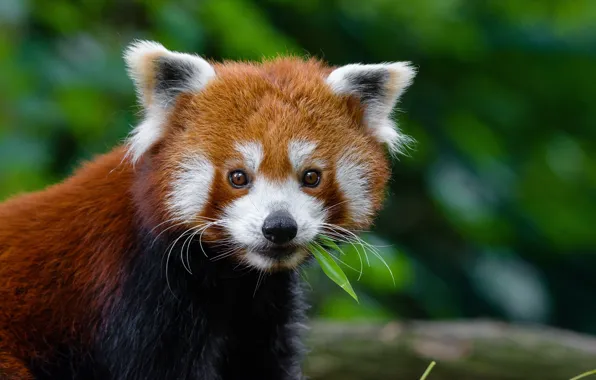 Look, face, nature, green, the dark background, portrait, red Panda, leaves