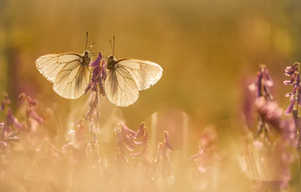 Picture light, nature, moths