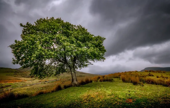 Field, the sky, trees