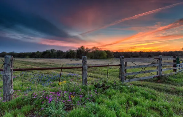 Field, landscape, sunset