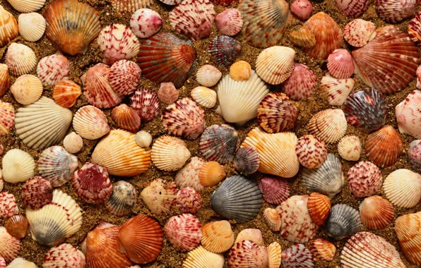 Sand, shell, sea