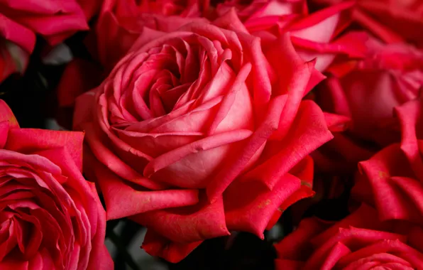 Picture close-up, roses, al