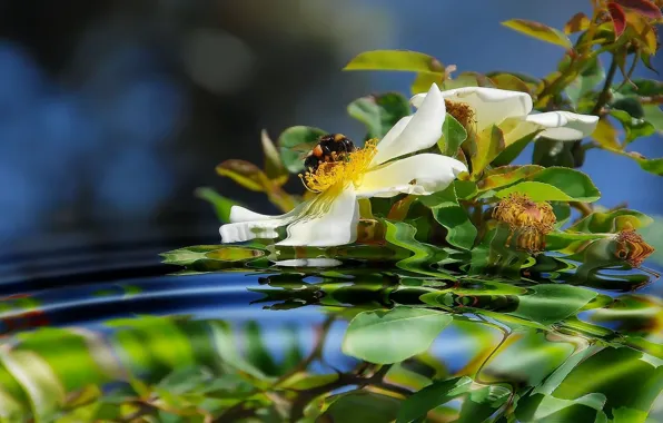 Reflection, bee, briar