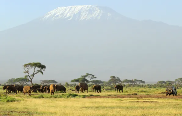 Picture mountain, the volcano, Africa, elephants, the herd, Kilimanjaro