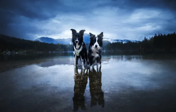 Forest, dogs, the sky, look, water, clouds, mountains, nature