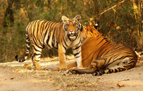 Autumn, look, leaves, baby, pair, tigers, tigress, two
