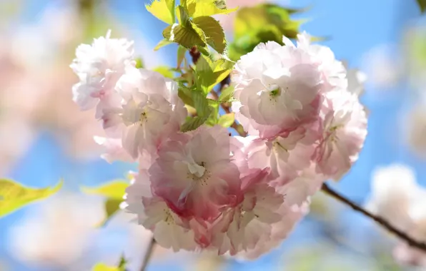Leaves, light, flowers, branch, spring, Sakura, pink, flowering