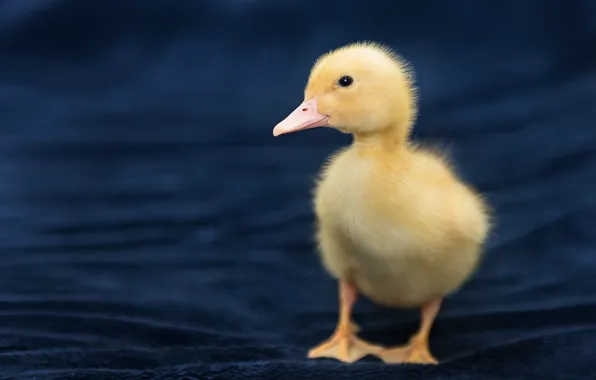 Baby, duck, chick