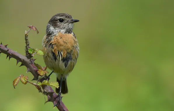 Branches, bird, bird