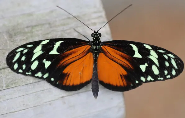 Microsemi, wings, Butterfly, insect, beautiful, closeup