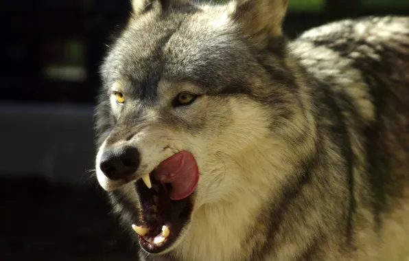 Language, wolf, predator, pastes