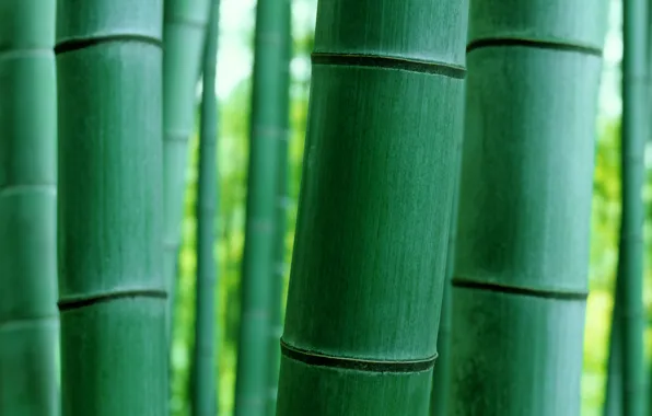Macro, nature, bamboo, trunk