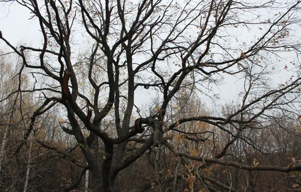 Autumn, tree, the darkness, 2016