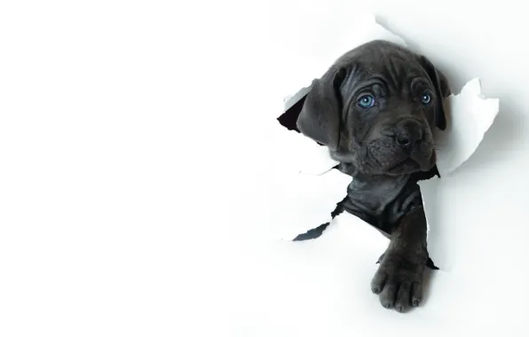 Picture BACKGROUND, PAPER, FACE, WHITE, BLUE, EYES, PUPPY, PAW